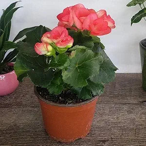Mixed Begonia Flower - for planting in home garden